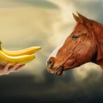 Can I Feed My Horse Bananas?