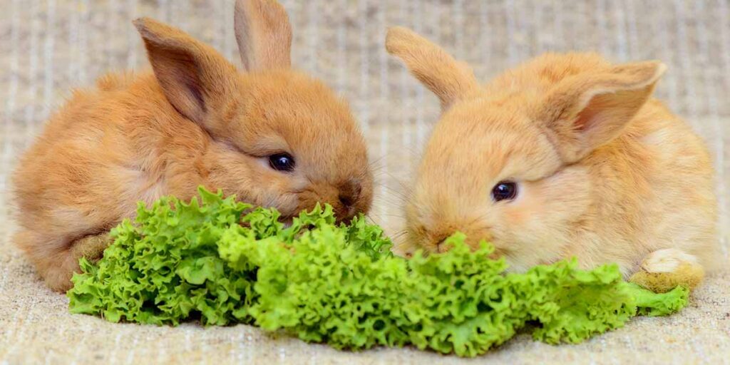Can I Feed My Rabbit Lettuce? You Won't Believe It!
