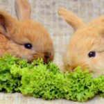 Can I Feed My Rabbit Lettuce? You Won't Believe It!