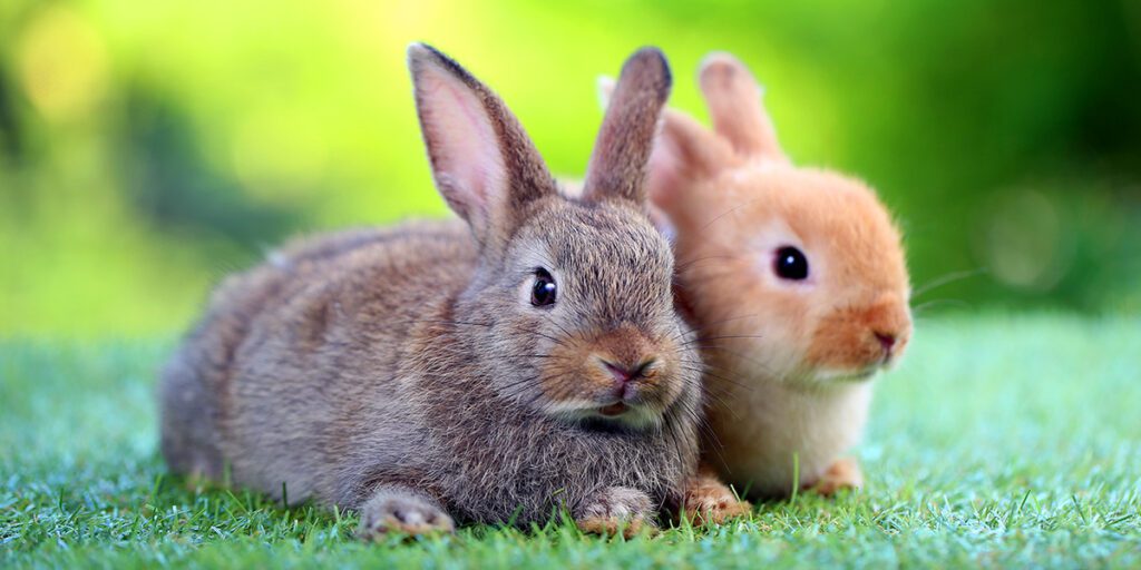 Feed your rabbits a variety of vegetables and leafy greens to keep them healthy!