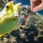 Can I Feed My Fish Earthworms?