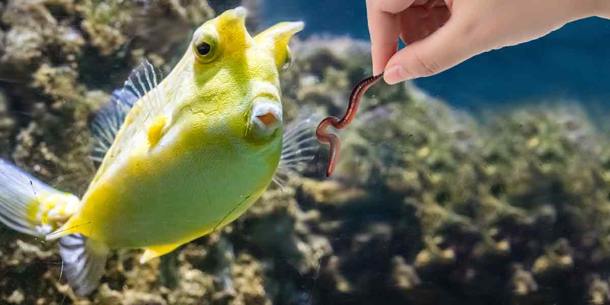 Can I Feed My Fish Earthworms?