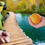 Can I Feed My Parrot Oranges? Peel-Citric Acid-Sugar Issues!