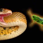 Can I Feed My Snake Grasshoppers?