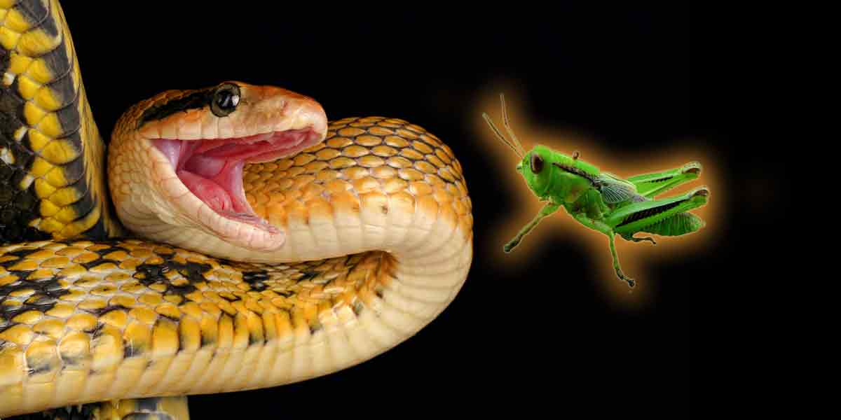 Can I Feed My Snake Grasshoppers?