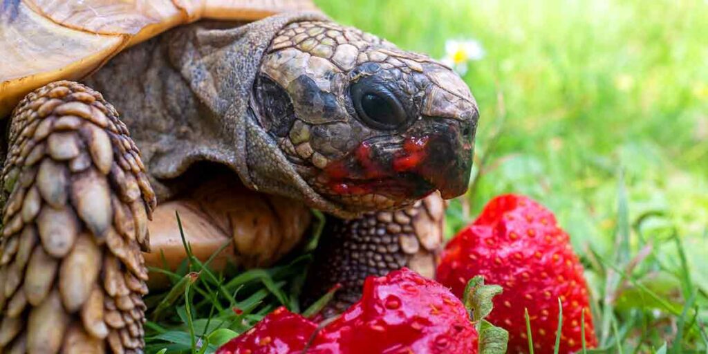 Can I Feed My Turtle Strawberries? What You Need to Know!