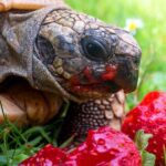 Can I Feed My Turtle Strawberries? What You Need to Know!