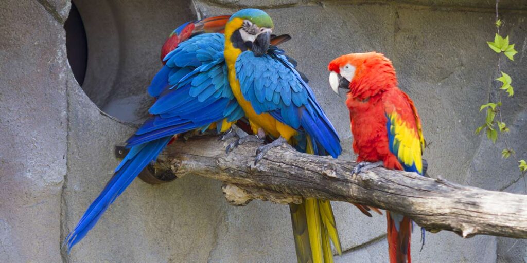 Can I feed my parrot oranges?
