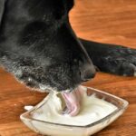 Can I Feed My Dog Yogurt? Which Is The Best Yogurt? Risks!