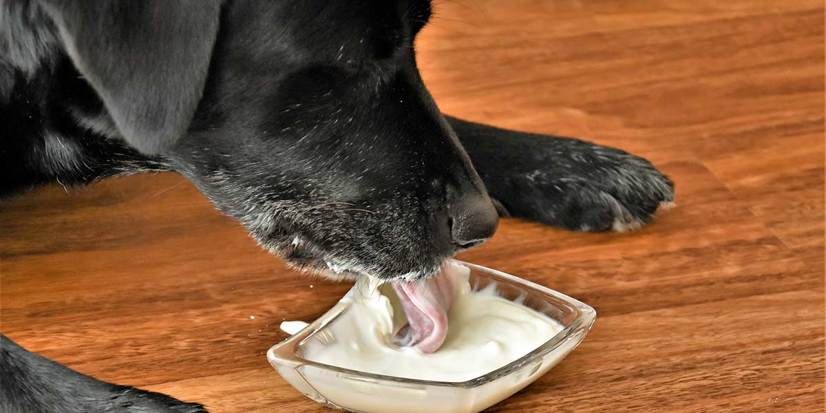 Can I Feed My Dog Yogurt? Which Is The Best Yogurt? Risks!