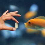 Can I Feed My Fish Garlic? Benefits And Real Side Effects!