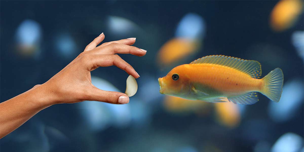 Can I Feed My Fish Garlic? Benefits And Real Side Effects!