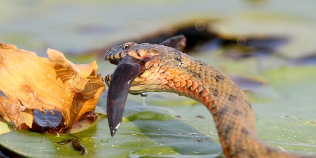 Can I Feed My Snake Fish?