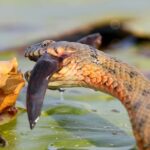 Can I Feed My Snake Fish?